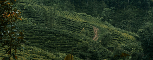 Premium hand-picked cardamom from Idukki Kerala plantations